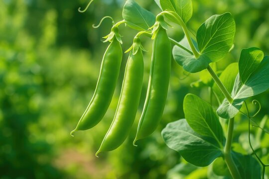 The plant known as peas, or Pirum satiuum scientifically, hails from Europe and is both a fruit and vegetable.