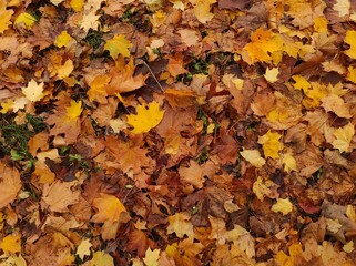 Texture of autumn fallen leaves. Yellow and red leaf texture. Brown texture of fallen leaves. Autumn gold