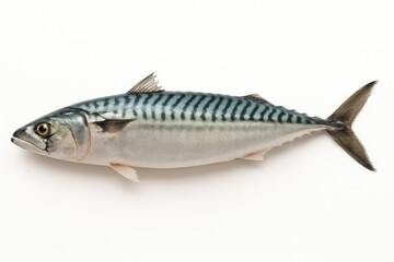 Fototapeta premium Isolated fresh mackerel on a clean white surface