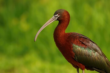 Fototapeta premium Reflective Ibis Wildlife