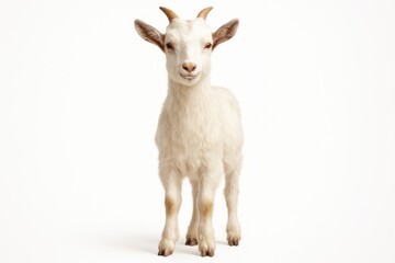 Obraz premium Standing goats against a white background with no other elements