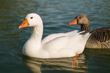 Obraz premium Detailed view of geese with white and grey plumage