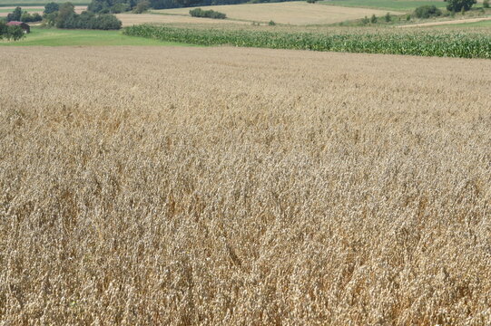 Haferfeld