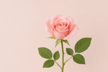 Fototapeta premium Delicate blush flower miniature