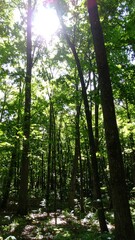 Obraz premium Sunny forest interior