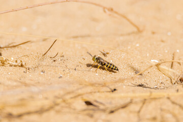 Posada en la arena un sirfido. Mosca cernidora o sirfidos (Episyrphus Balteatus)