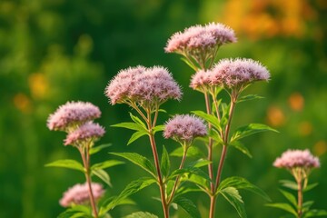 Obraz premium Summertime flora including hemp, agrimony, and eupatorium in an outdoor setting