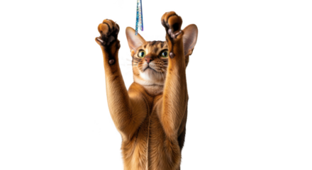 Playful abyssinian cat hanging from a string reaching upwards with its paws isolated on transparent background
