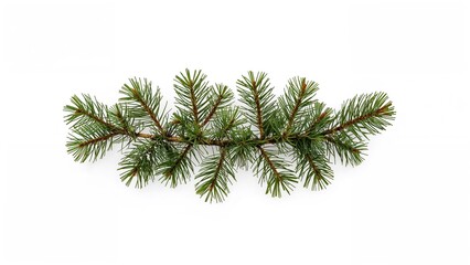 Fir Tree Segment Displayed on White