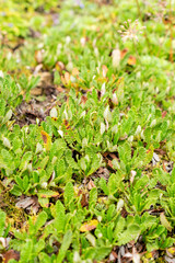 Mountain avens or Dryas Octopetala plant in Saint Gallen in Switzerland 30.7.2025