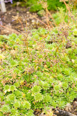 Androsace Primuloides Chumbyi plant in Saint Gallen in Switzerland 30.7.2025