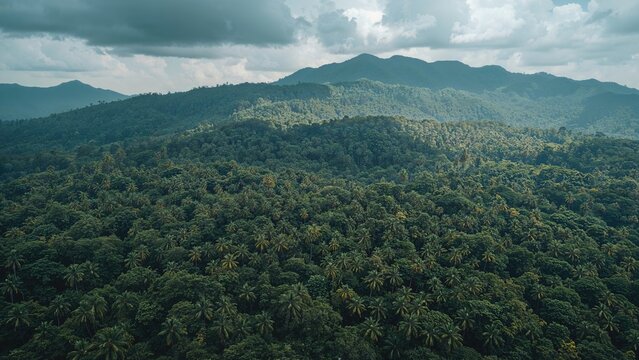 Major contributors to forest disappearance are farming deforestation, environmental damage within the area, climate change, and sustainability challenges.