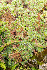 Kabschia Saxifraga or Saxifraga Marginata var Coriophylla plant in Saint Gallen in Switzerland 30.7.2025