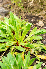 Androsace Strigillosa plant in Saint Gallen in Switzerland 30.7.2025