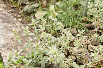 Marrubium Thessalum plant in Saint Gallen in Switzerland 30.7.2025