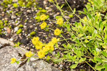 Eriogonum Flavum plant in Saint Gallen in Switzerland 30.7.2025