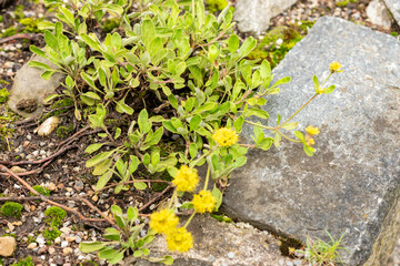 Eriogonum Flavum plant in Saint Gallen in Switzerland 30.7.2025