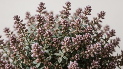 Lush oregano foliage highlighted by purple blossoms