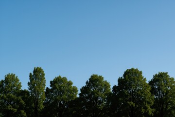 Obraz premium Outline of trees under a vast blue sky with empty vertical area