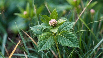 This tiny leguminous plant features leaves that swiftly fold when touched, making it easily recognizable.