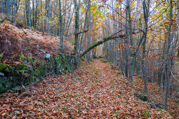 Print of an autumn forest with fallen trees covered in ivy on a path of leaves.