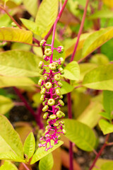 American pokeweed or Phytolacca Americana plant in Saint Gallen in Switzerland 30.7.2025