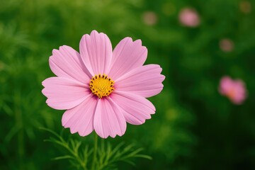 Fototapeta premium An image capturing a single blossom