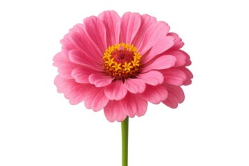 Isolated pink zinnia bloom against a white background