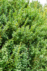 European box or Buxus Sempervirens plant in Saint Gallen in Switzerland 30.7.2025