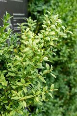 European box or Buxus Sempervirens plant in Saint Gallen in Switzerland 30.7.2025