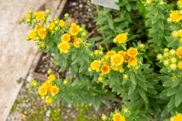 Obraz premium Inula Spiraeifolia plant in Saint Gallen in Switzerland 30.7.2025