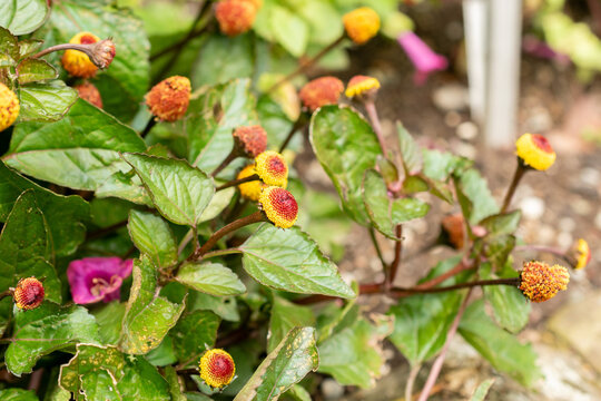 Electric daisy or Spilanthes Oleracea plant in Saint Gallen in Switzerland 30.7.2025