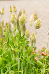 Hares tail or Lagurus Ovatus plant in Saint Gallen in Switzerland 30.7.2025