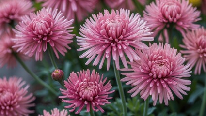 Close-up shot of a Chrysanthemum indicum flower in bloom