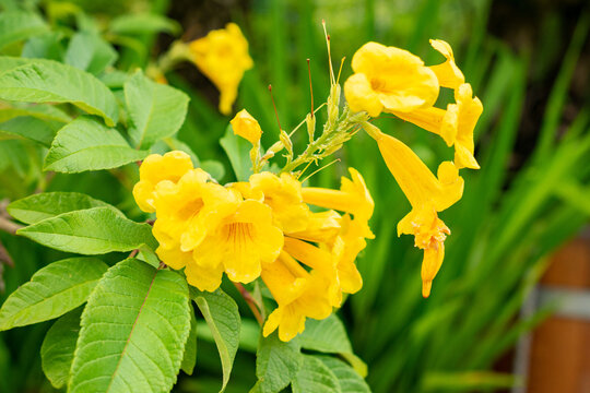 Yellow trumpet bush or Tecoma Stans plant in Saint Gallen in Switzerland 30.7.2025