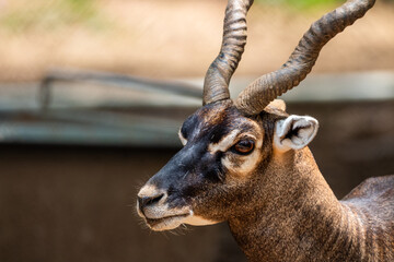 Deer with horn Picture clicked at Arignar Anna Zoological Park, Chennai, Tamil Nadu, South India, India