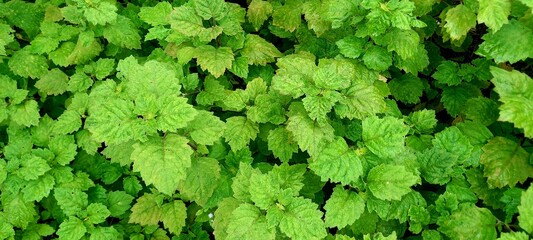 Patchouli plant (Pogostemon cablin Benth) is a tropical plant that produces essential oils (patchola oil).