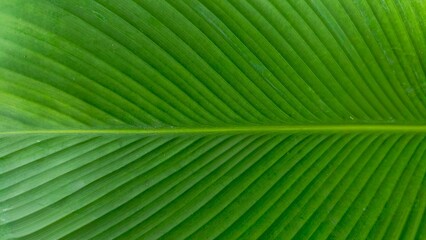 Vibrant green leaf with detailed venation creates a visually engaging nature scene, Close-up of a large green tropical leaf showing fine lines and natural textures