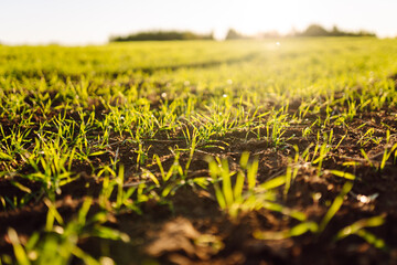 Close-up of new sprouts growing from fertile soil in the sun. Young plants sprouting in an agricultural field. Concept of agriculture, farming.