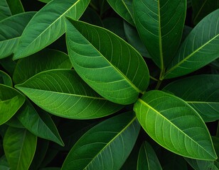 Lush green leaves close-up