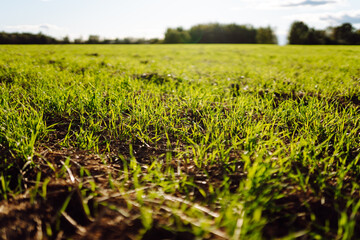 Close-up of new sprouts growing from fertile soil in the sun. Young plants sprouting in an agricultural field. Concept of agriculture, farming.