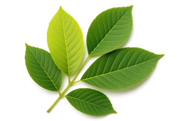 Obraz premium White background showcasing a solitary nut leaf