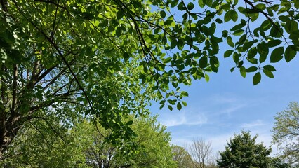 Fototapeta premium Fresh Tree Leaves Emerging in Springtime