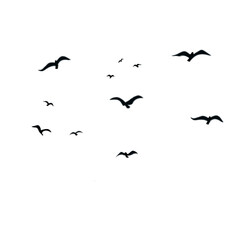 birds in flight