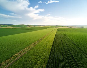 Expansive green agricultural land in rural area with a bright blue sky above