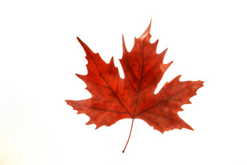 Fototapeta premium one alone red autumn autumn leaf close up. brown red Maple fall leaves in park. Hello october concept. Nature change mood. Yellow isolated on white background. autumnal tree season