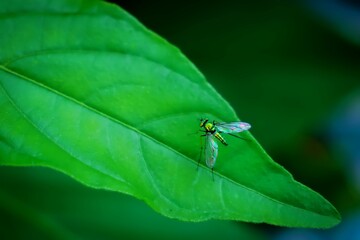 Close-up photo of a long-legged fly, reflective color.