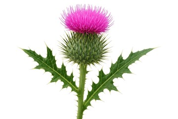 White Background Featuring a Bull Scotch Thistle Flower