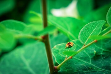 Close-up photograph of a small jumping spider hiding behind a leaf