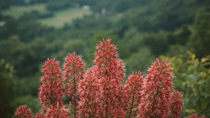 Snapshot of vibrant red needle-like blooms in nature